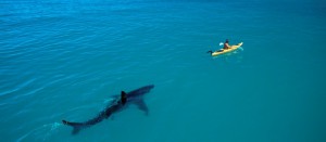 shark_vagott.jpg